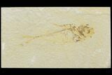 Bargain, Fossil Fish (Diplomystus) - Green River Formation #121000-1